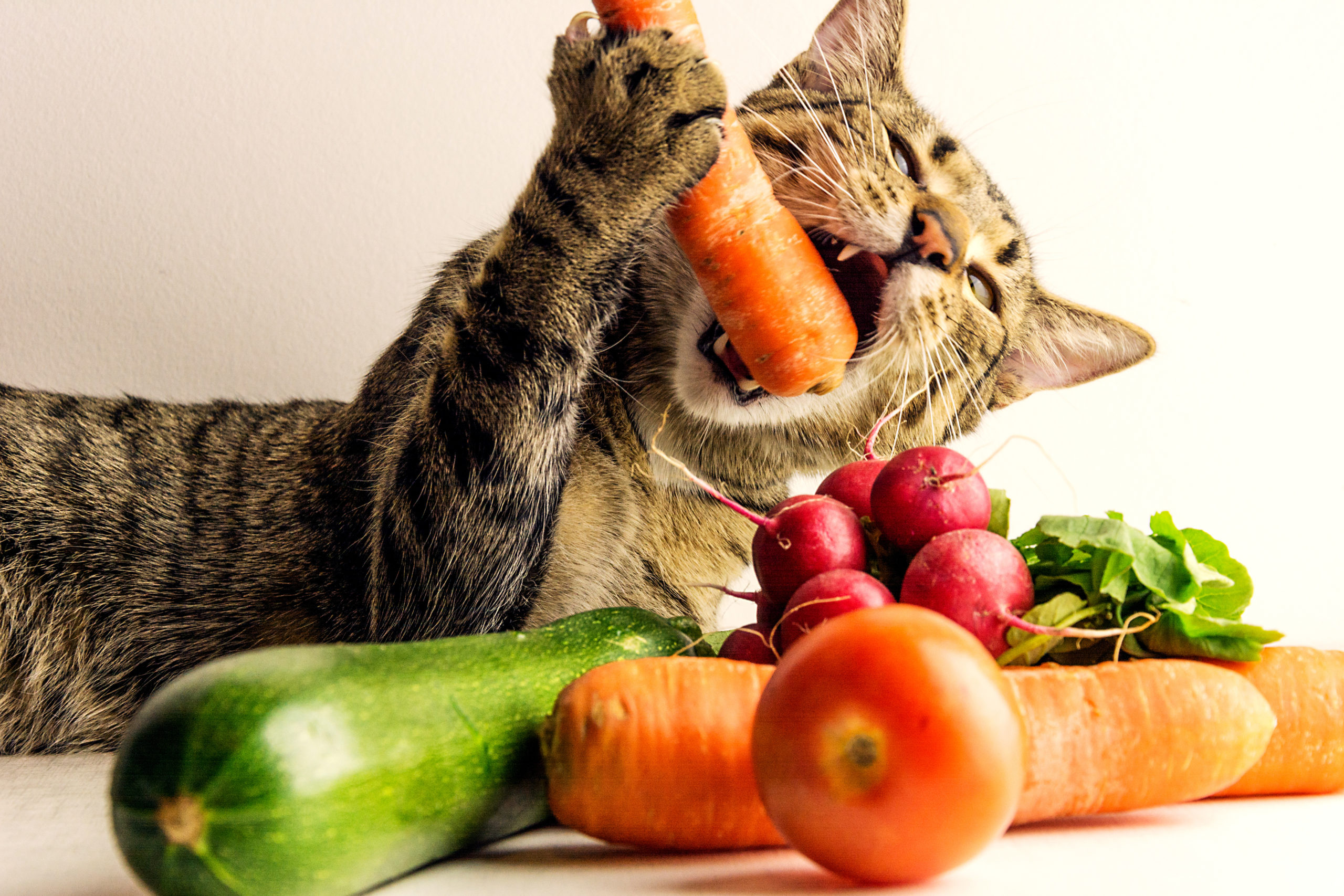 ペットグッズ屋が教える猫が食べてもいい野菜や果物まとめ一覧 The Kawaii Pets