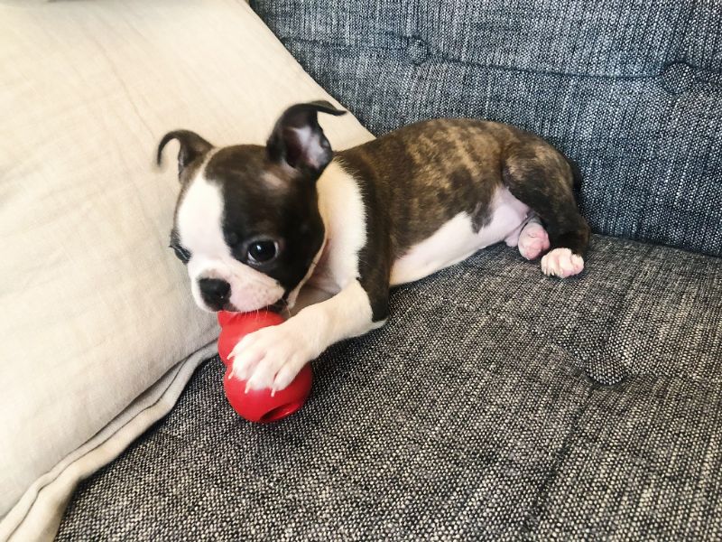 犬はバナナが好き 食べさせても大丈夫 The Kawaii Pets